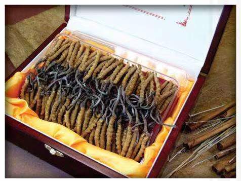 昭阳冬虫夏草回收